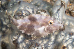 Image of Whitebar filefish