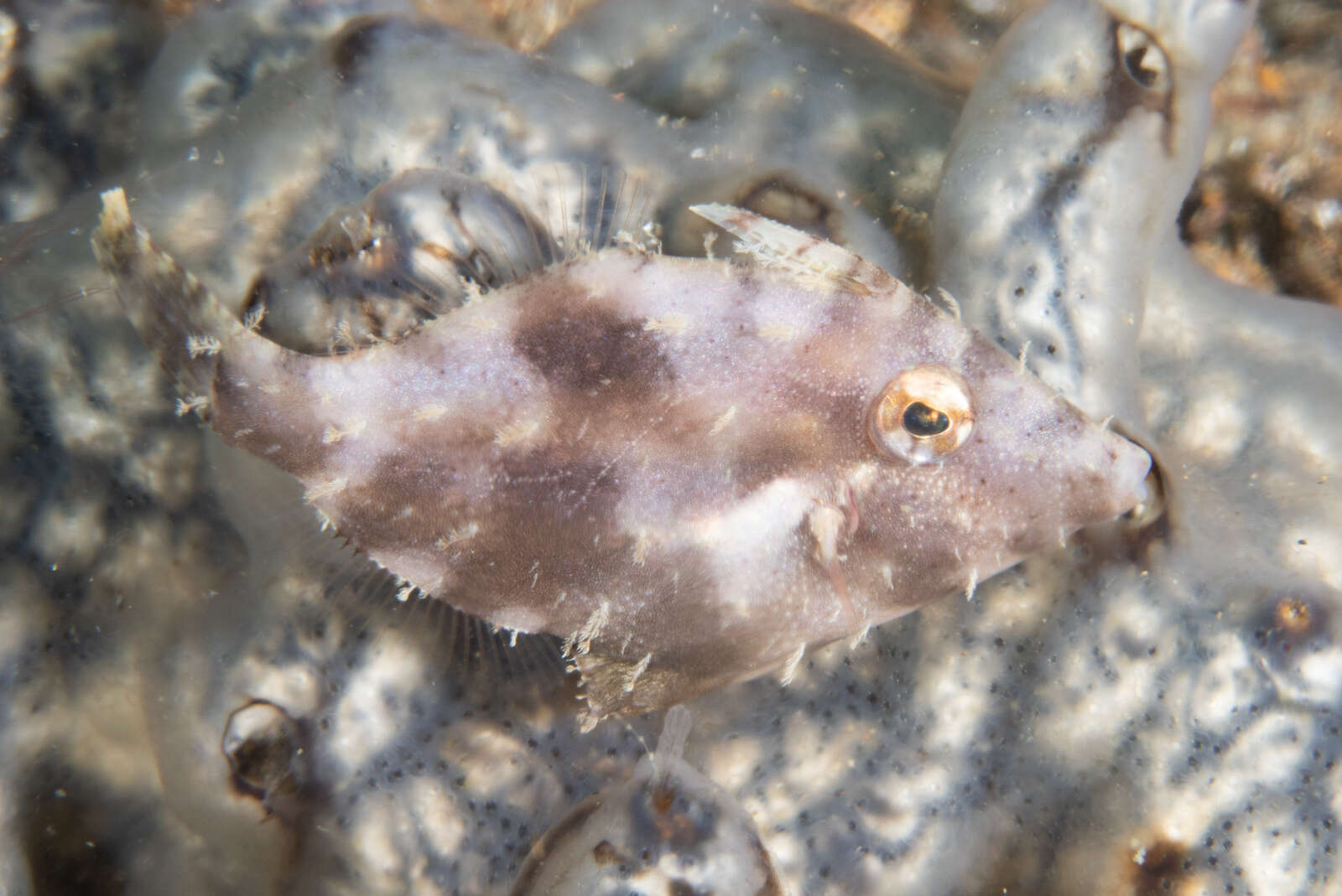 Image of Whitebar filefish