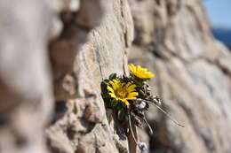 Image of estrella de mar