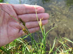 Image of Blysmus sinocompressus Tang & F. T. Wang