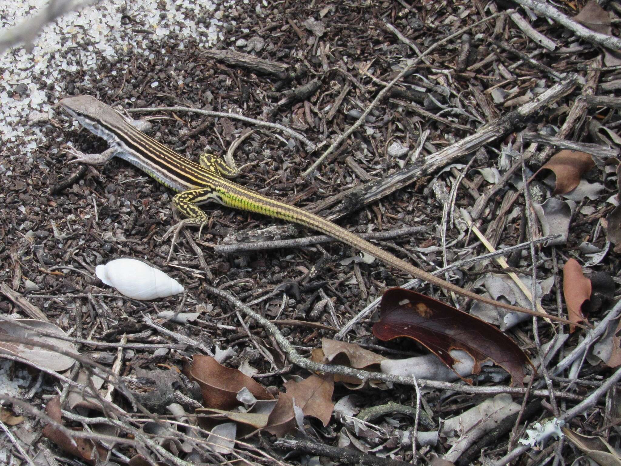 Image of Glaucomastix littoralis (Rocha, Bamberg Araújo & Vrcibradic 2000)