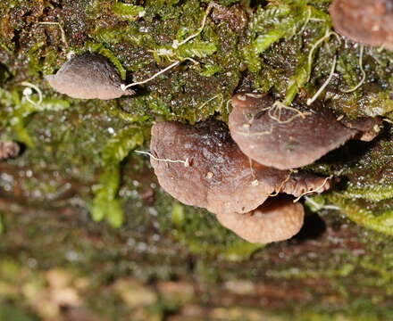 Image of Resupinatus merulioides Redhead & Nagas. 1987