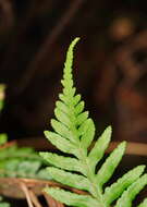 Sivun Pteris epaleata D. J. Ohlsen kuva