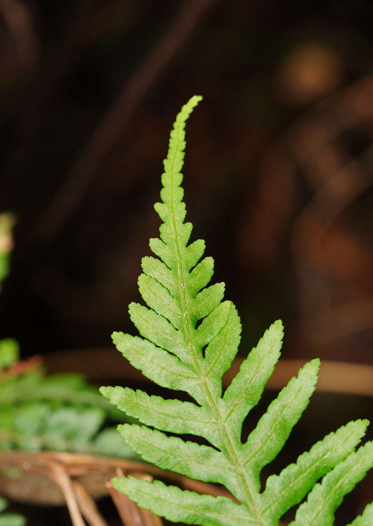 Image of Pteris epaleata D. J. Ohlsen