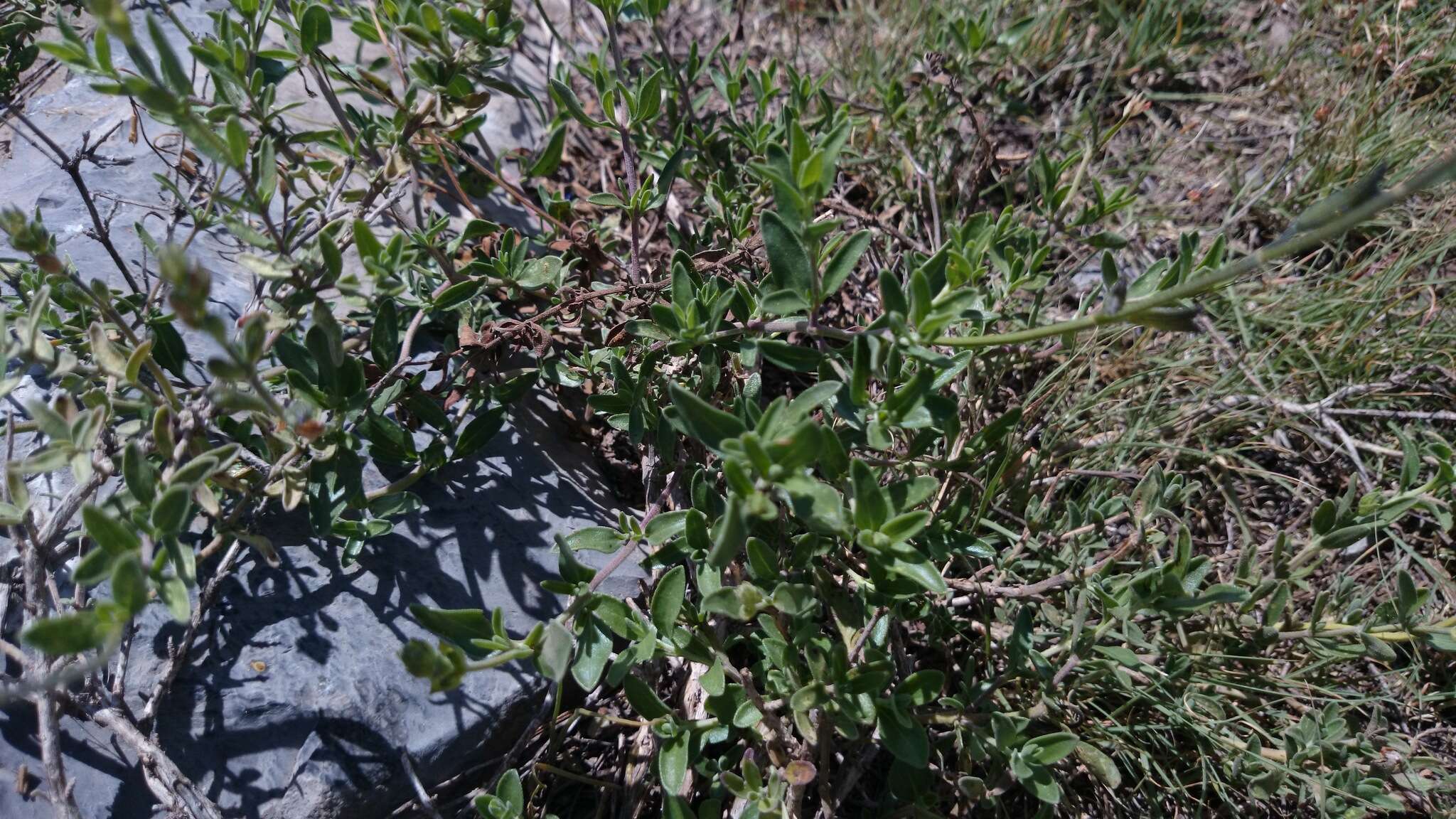 Imagem de Salvia coahuilensis Fernald