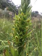 Image of Habenaria strictissima Rchb. fil.