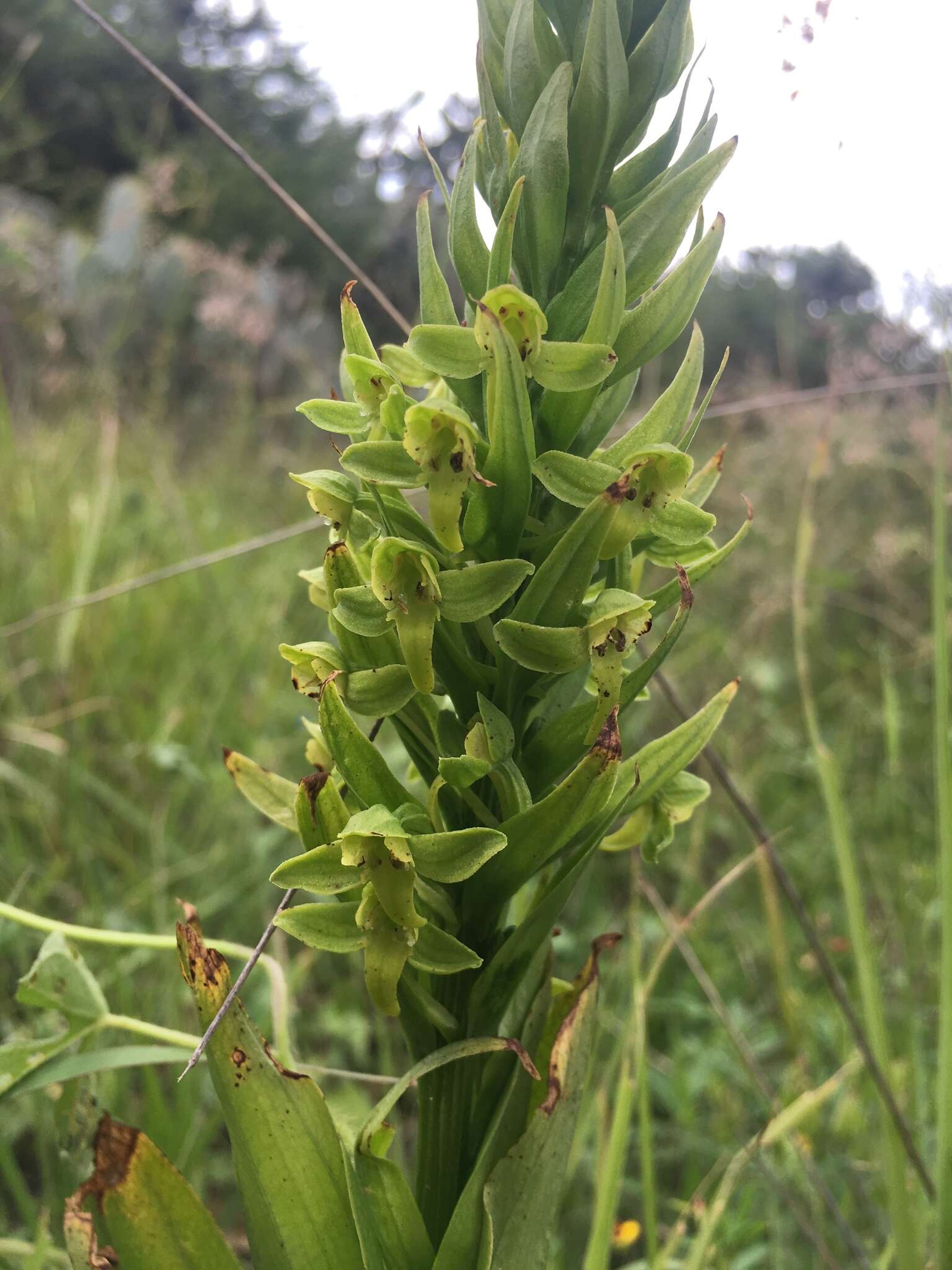 Image of Habenaria strictissima Rchb. fil.