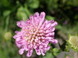 صورة Knautia basaltica Chassagne & Szabo