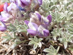 Image de Lupinus breweri var. bryoides C. P. Sm.