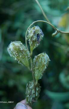 Image of Dioscorea sambiranensis subsp. sambiranensis