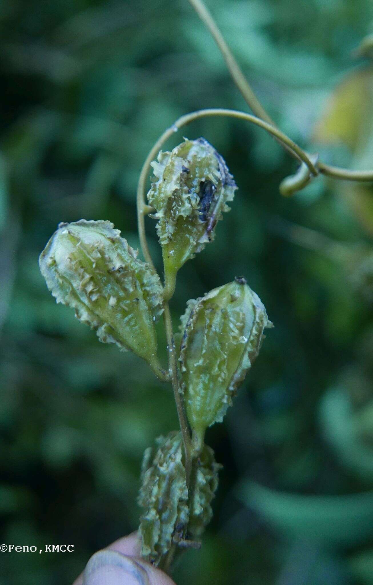 Image of Dioscorea sambiranensis subsp. sambiranensis