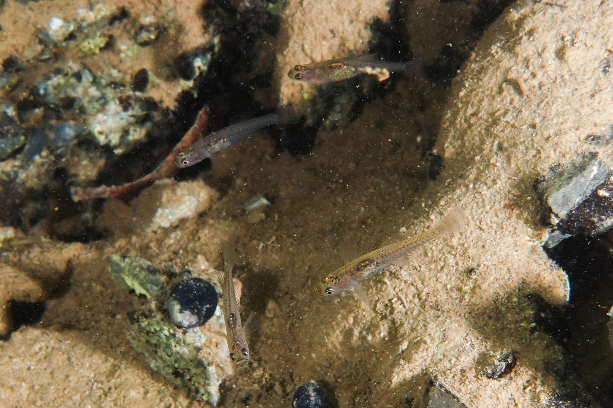 Image of Glass goby