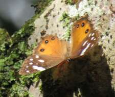 Imagem de Paralethe dendrophilus albina van Son 1955