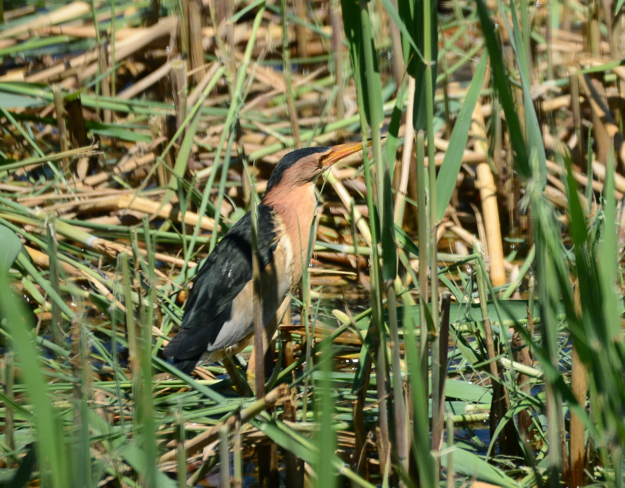 Image of Common Little Bittern