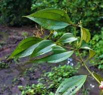 Image of Miconia dolichorrhyncha Naud.