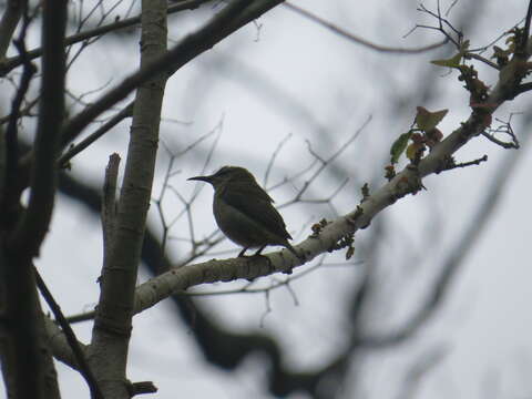 Image of Honeycreeper