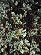 Image of Pimelea prostrata (J. R. & G. Forst.) Willd.