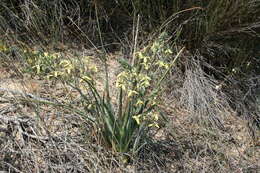 Imagem de Albuca paradoxa Dinter