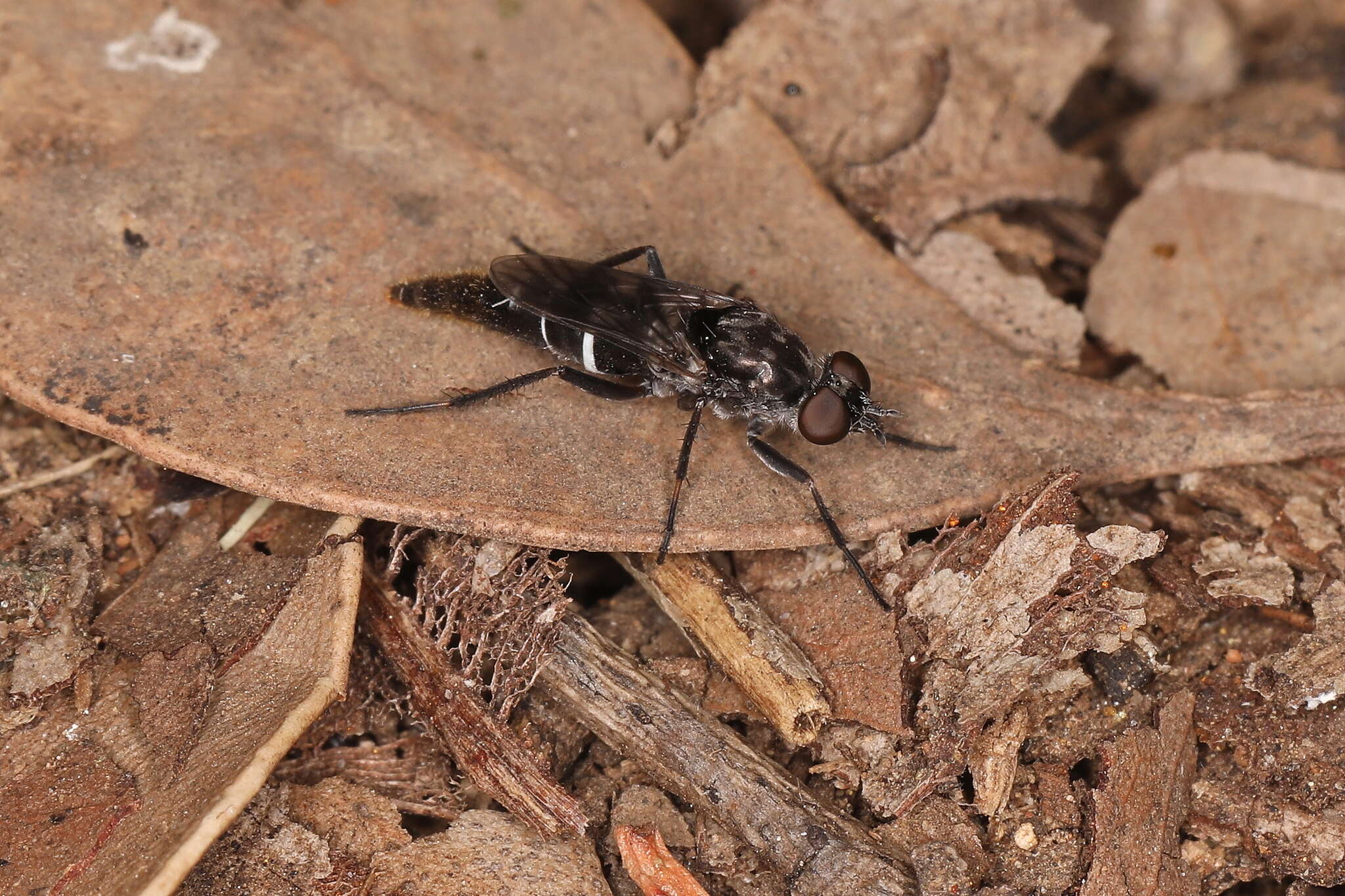 Image of Bonjeania clamosis Winterton, Skevington, Irwin & Yeates 2000