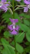 Image de Platanthera shriveri P. M. Br.