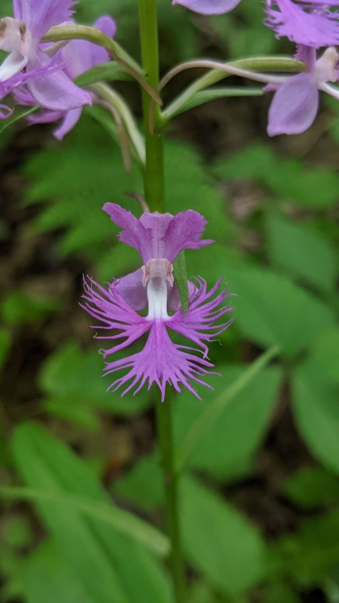 Image de Platanthera shriveri P. M. Br.