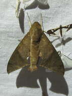 Image of False Fig Sphinx Moth