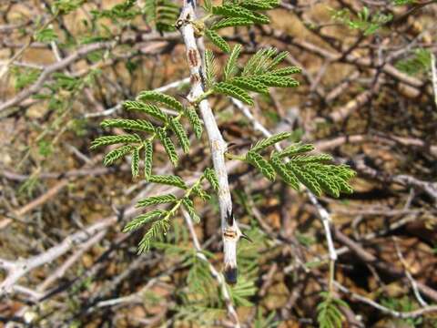 Image of Bushy three-thorn acacia