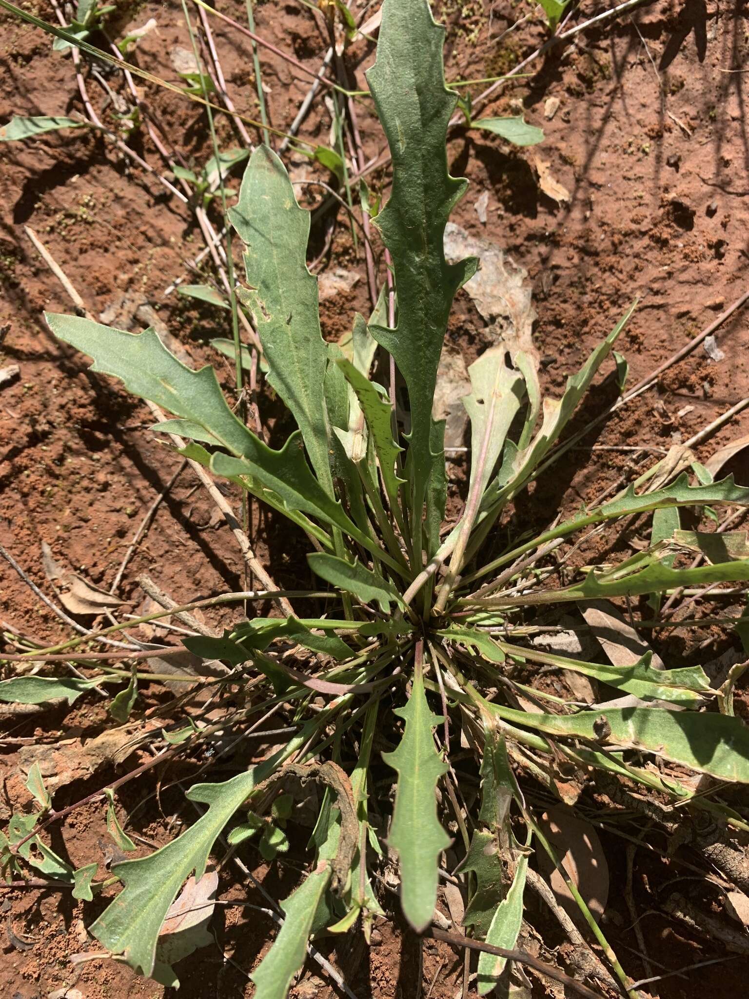 Слика од Goodenia glabra R. Br.