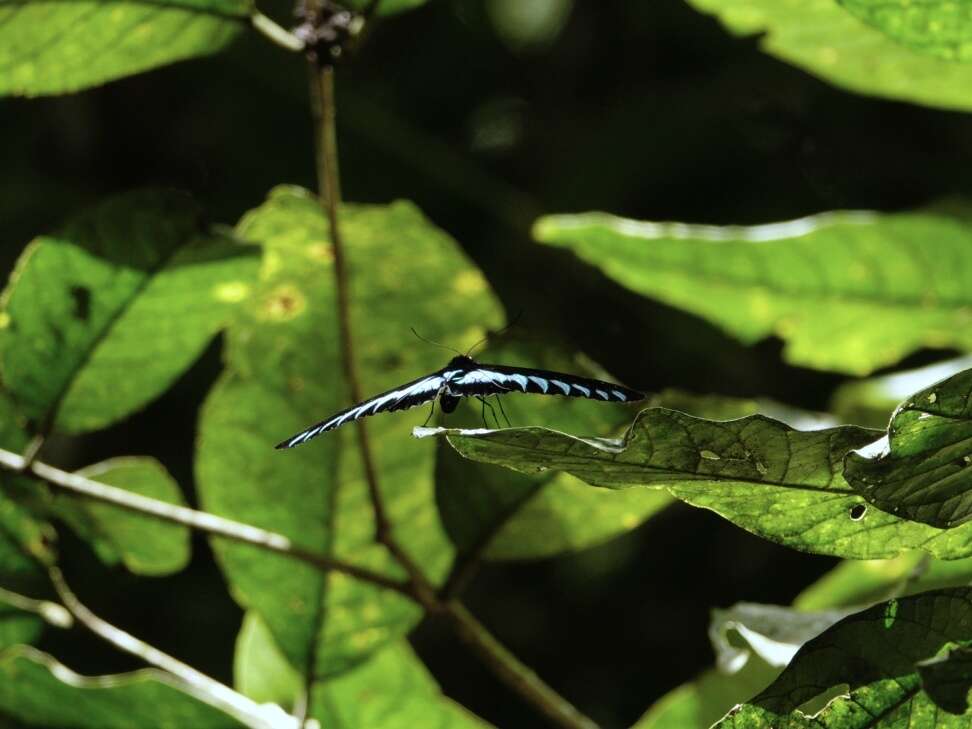 Image of Trogonoptera