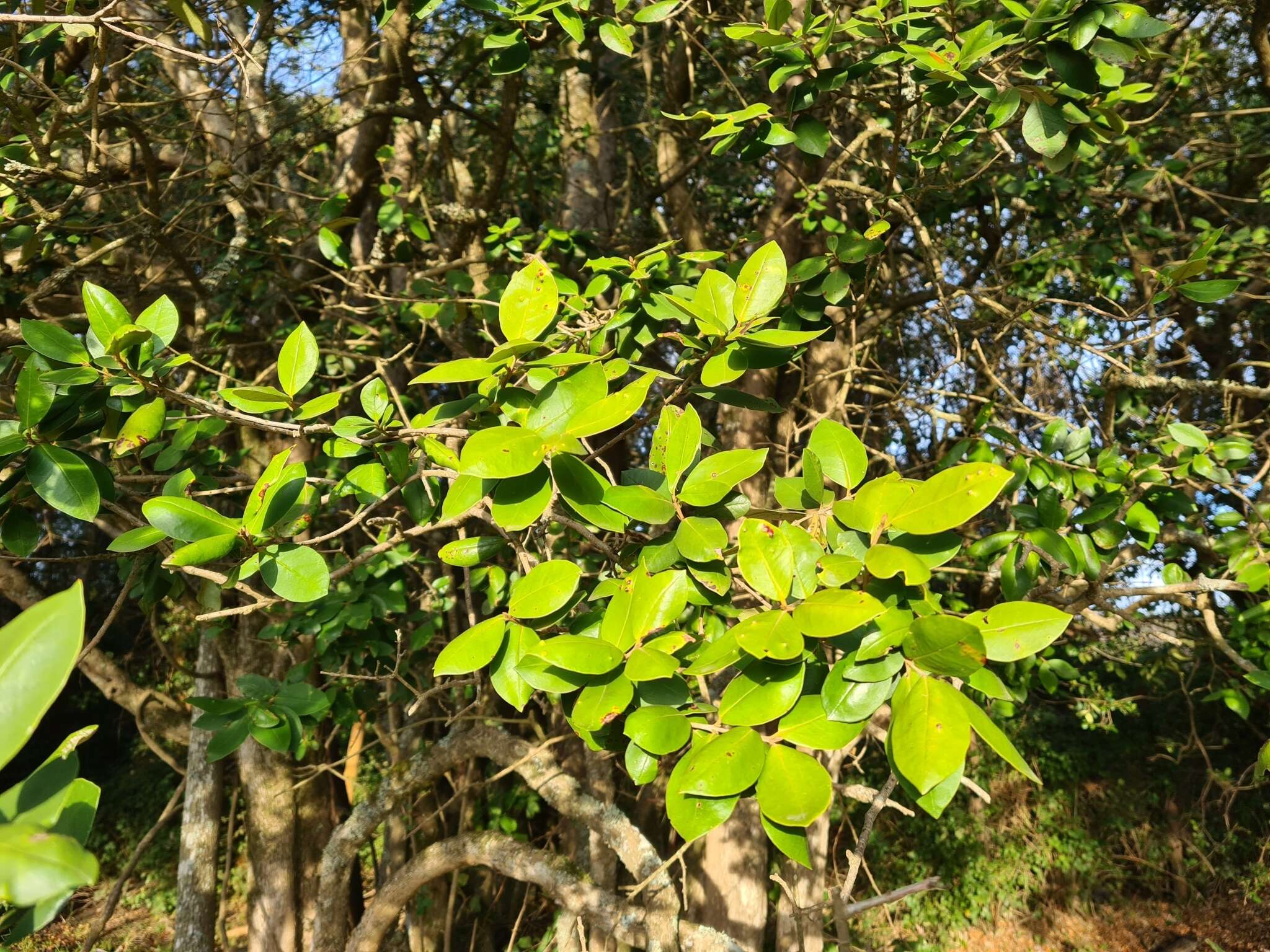 Imagem de Myrceugenia exsucca (A. P. de Candolle) Berg