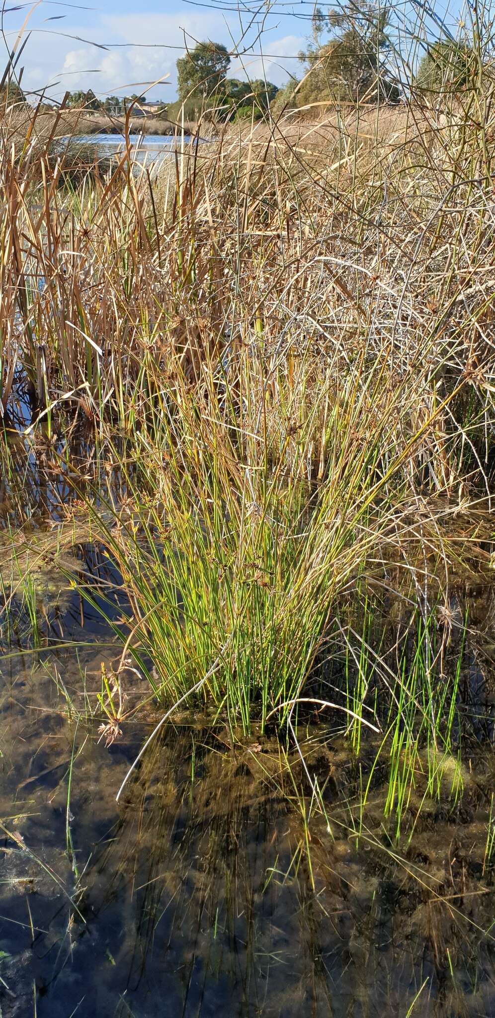 Imagem de Cyperus gymnocaulos Steud.