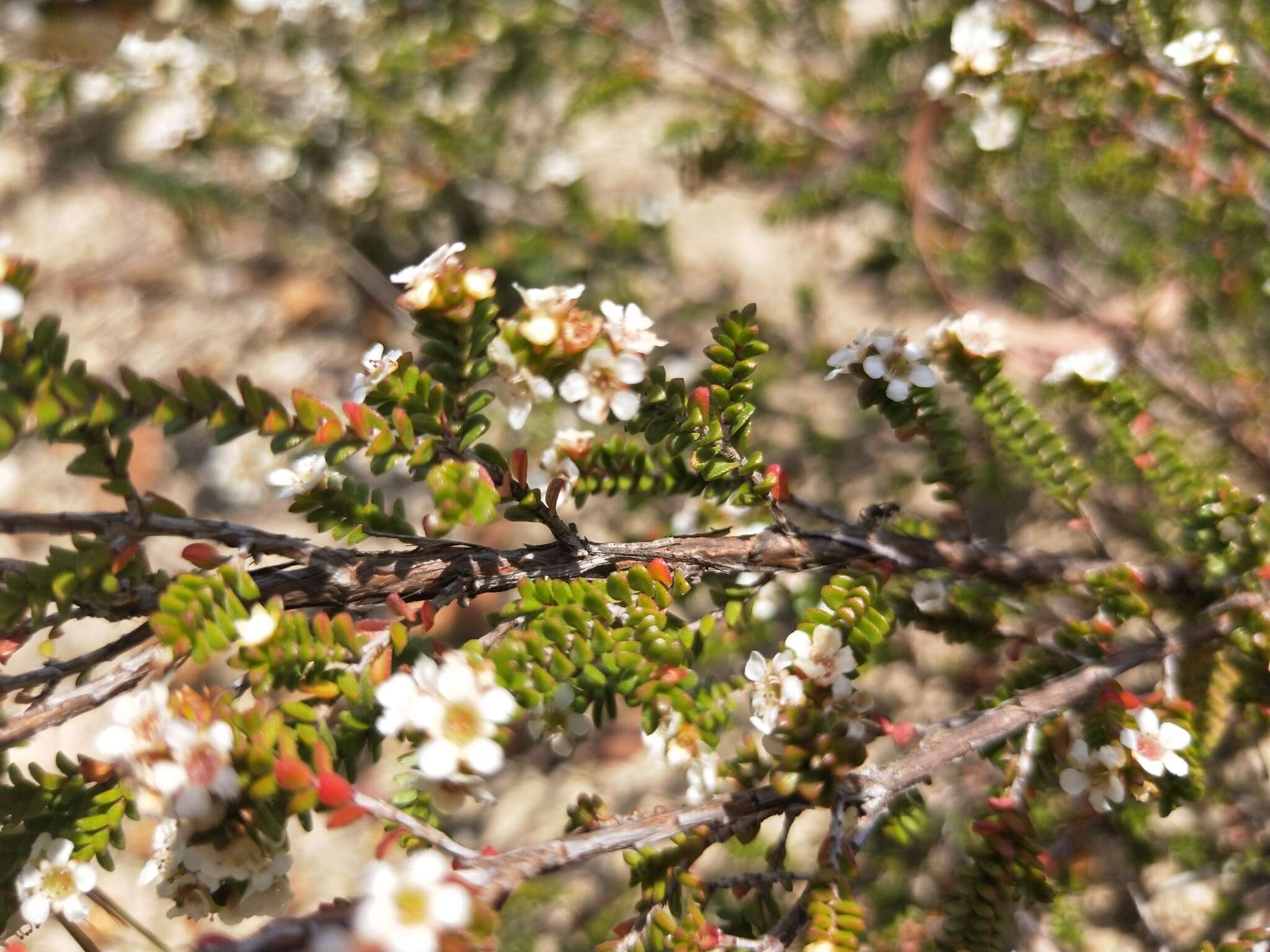 Image of Baeckea diosmifolia Rudge