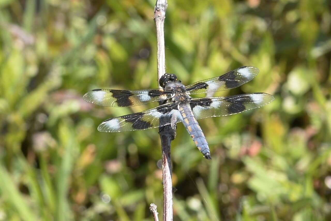 Libellula forensis Hagen 1861 resmi