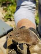 Image of Eastern Harvest Mouse