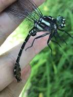 Image of Zebra Clubtail