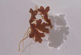 Image of Azolla rubra R. Br.