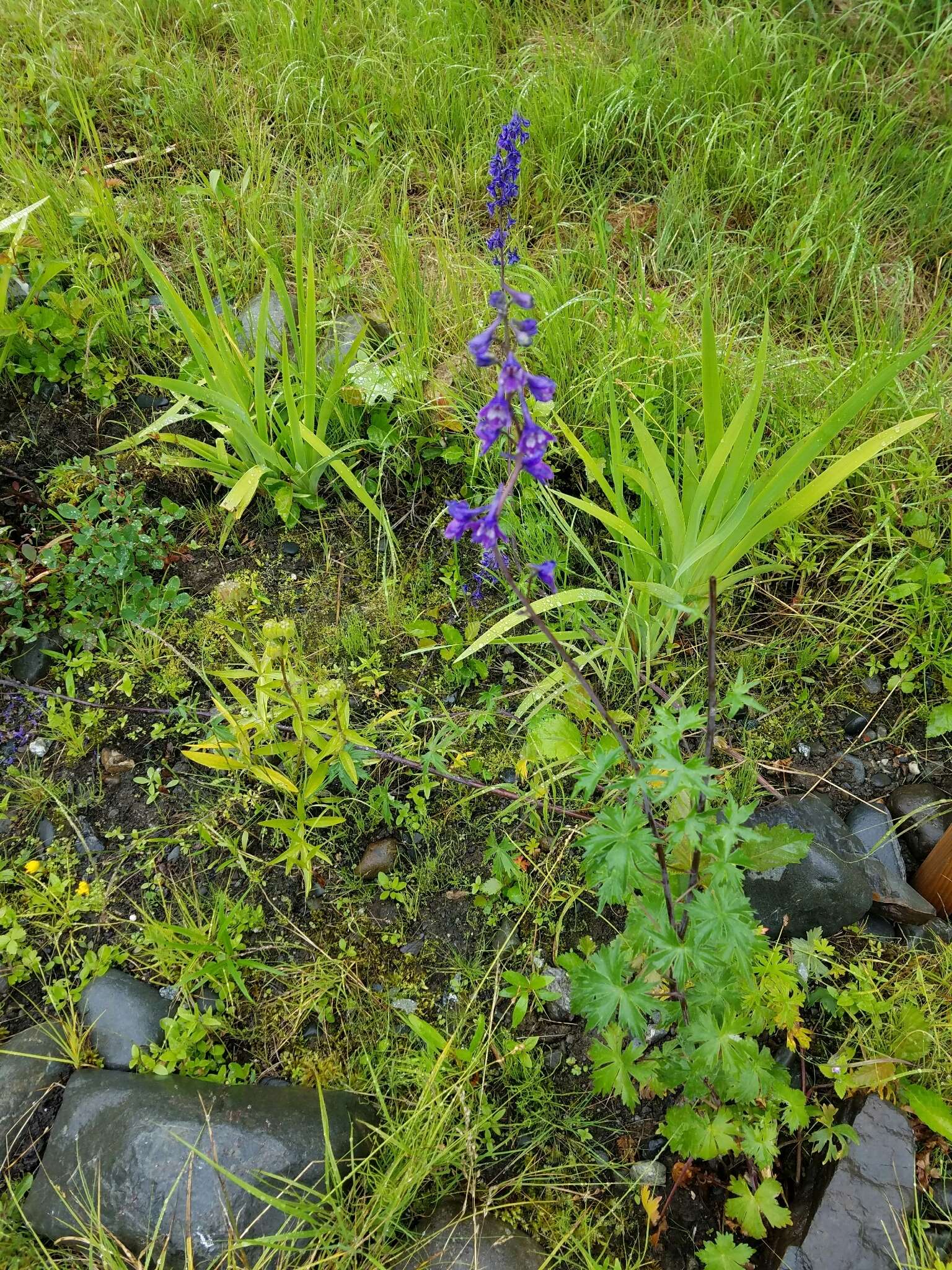 Sivun Delphinium glaucum S. Wats. kuva