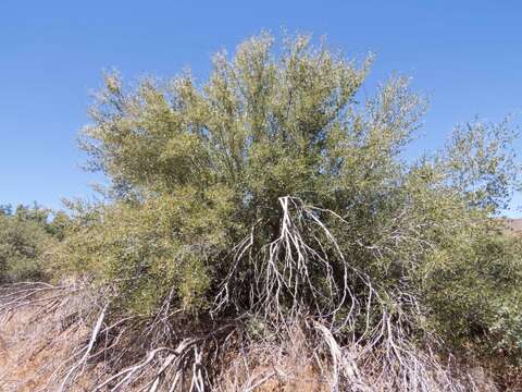 Image of alderleaf mountain mahogany