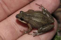 Image of New Jersey Chorus Frog