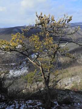 Image of Hickory Pine