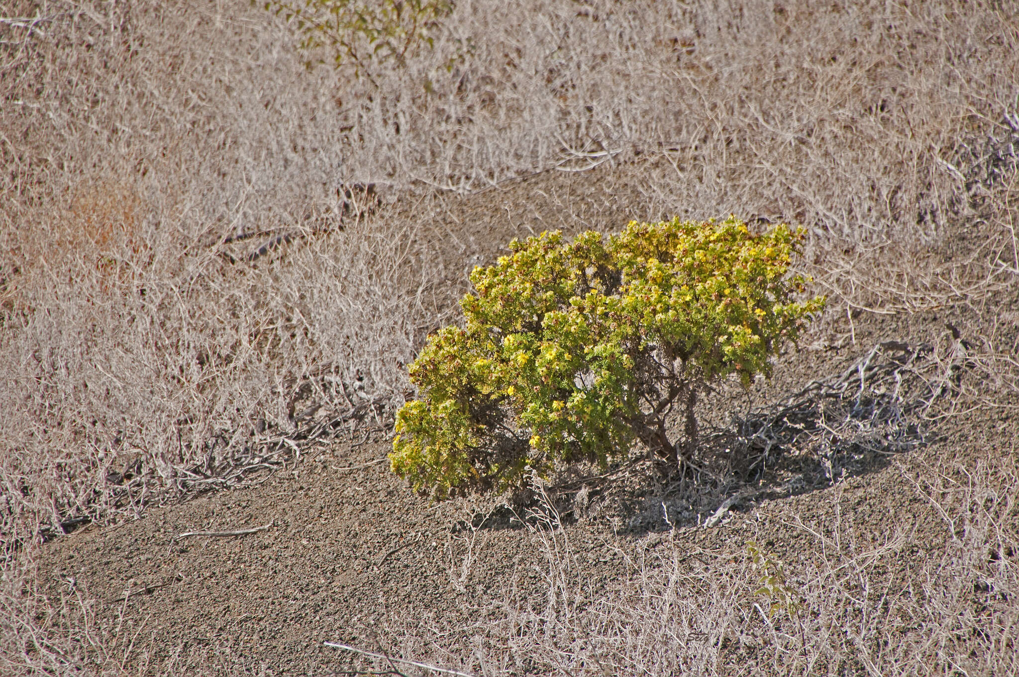 Image de Lecocarpus pinnatifidus DC.