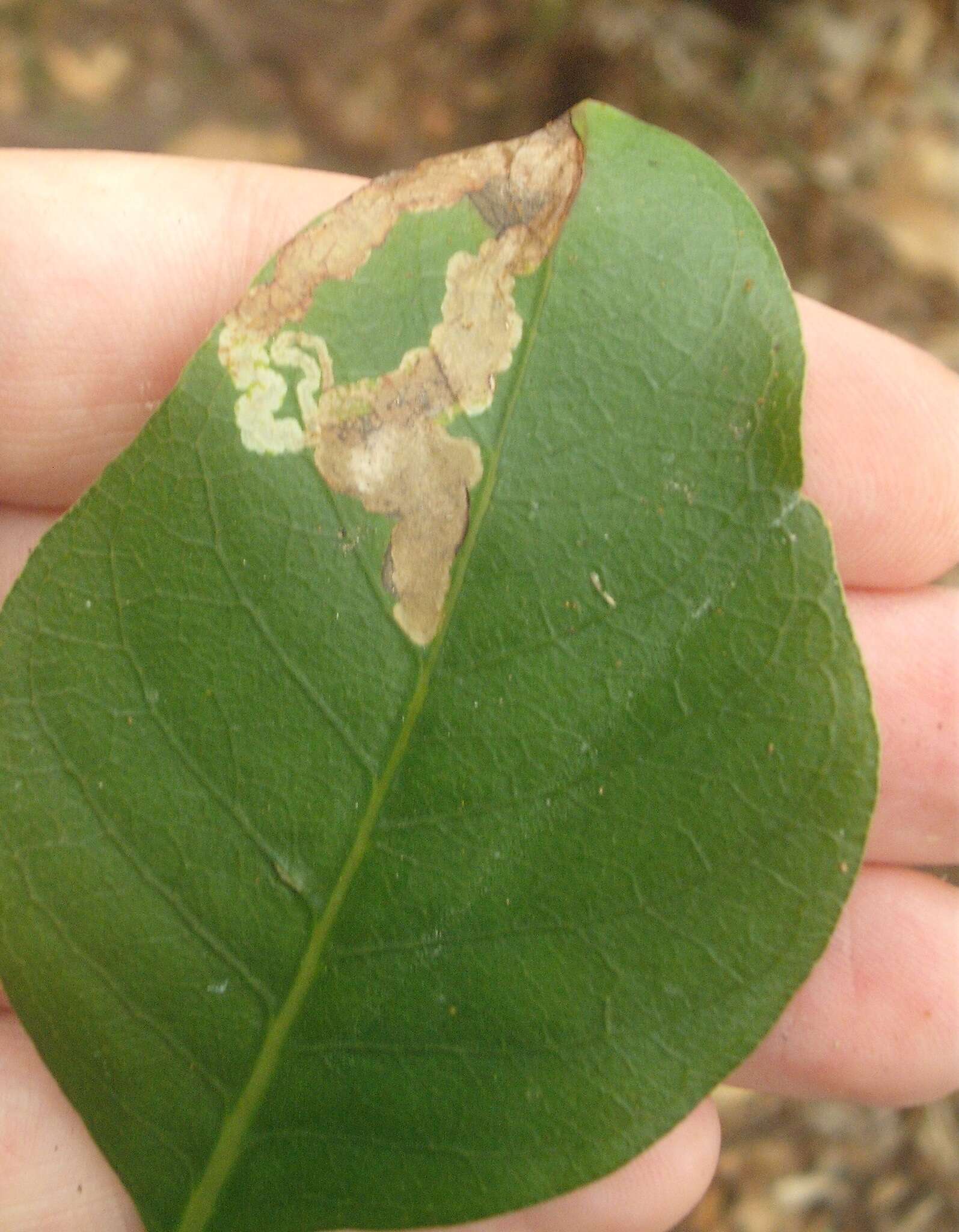 Image of Corythoxestis zorionella (Hudson 1918)