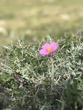 Image of Helianthemum vesicarium Boiss.