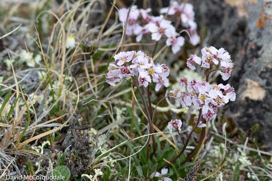 صورة Parrya arctica R. Br.