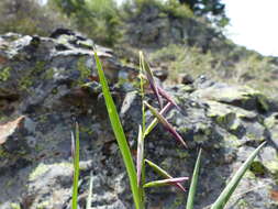 Melica stricta Bol. resmi