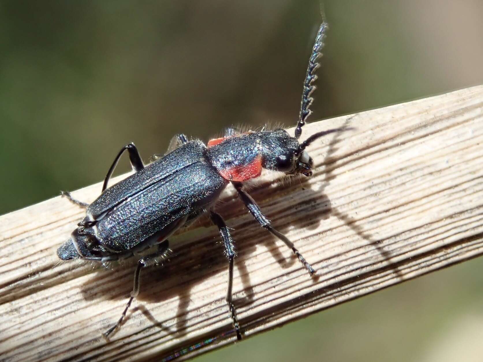 Image of <i>Malachius auritus</i> Le Conte 1852