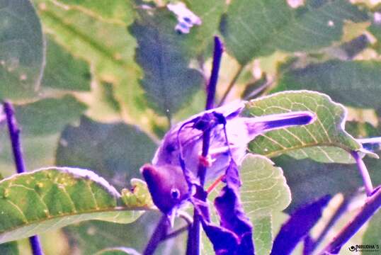 Image of Whiskered Yuhina