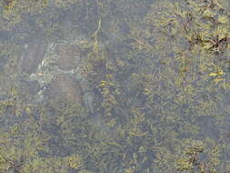 Image of Fucus evanescens