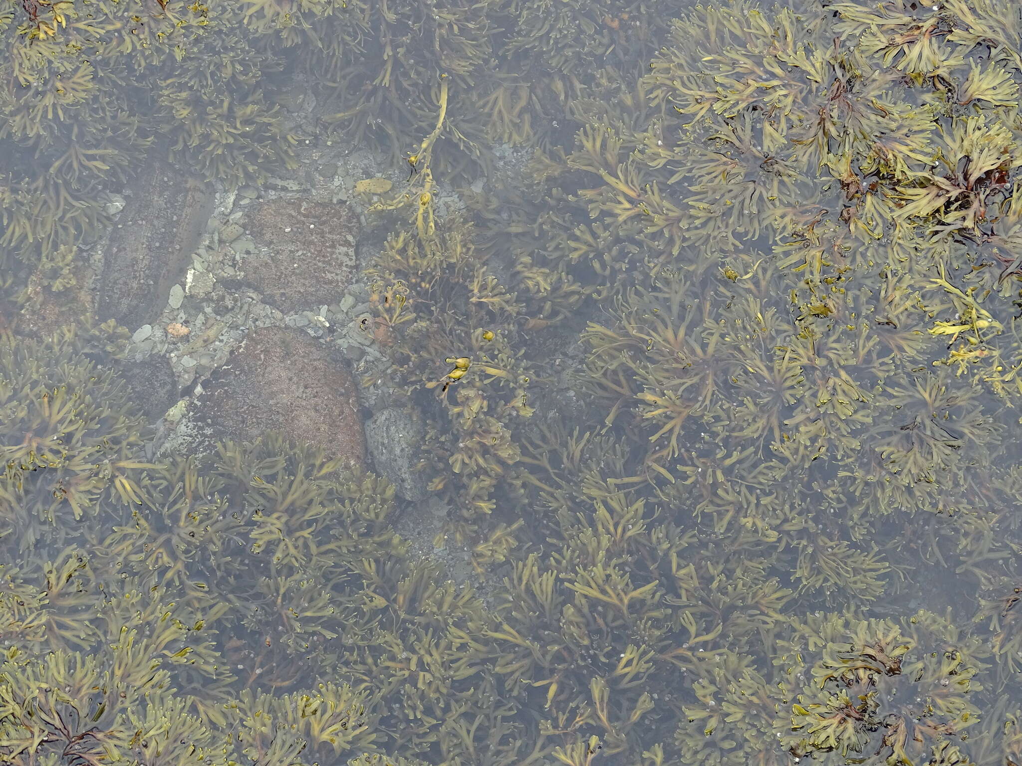 Image of Fucus evanescens