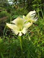 Image of Pecteilis gigantea (Sm.) Raf.